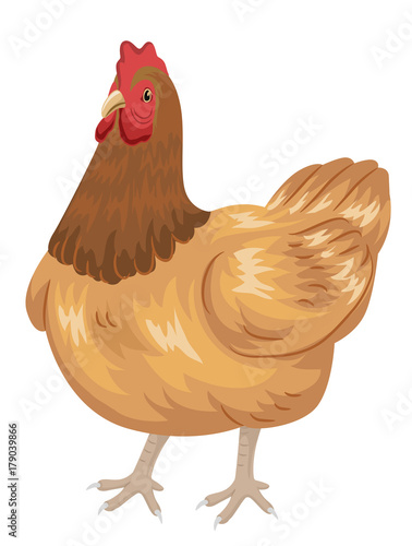 Chicken Illustration