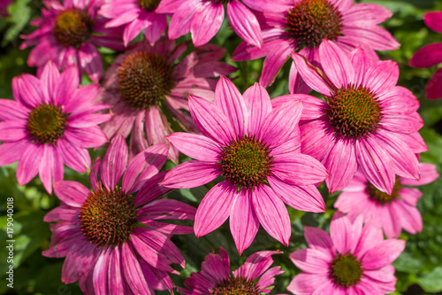 Closeup cosmos flower . Pink flowers background