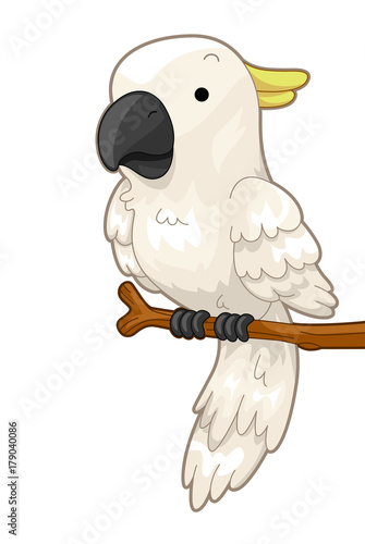 Bird White Cockatoo Perch