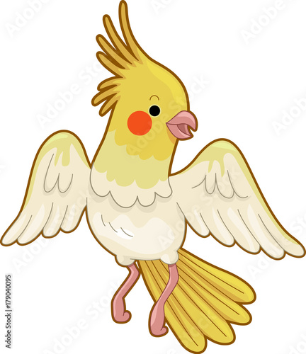 Colorful Cockateil Bird