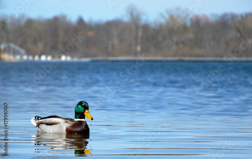 A mallard swims through the reeds along a lake