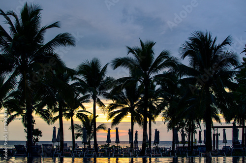 coconut palm trees silhouette