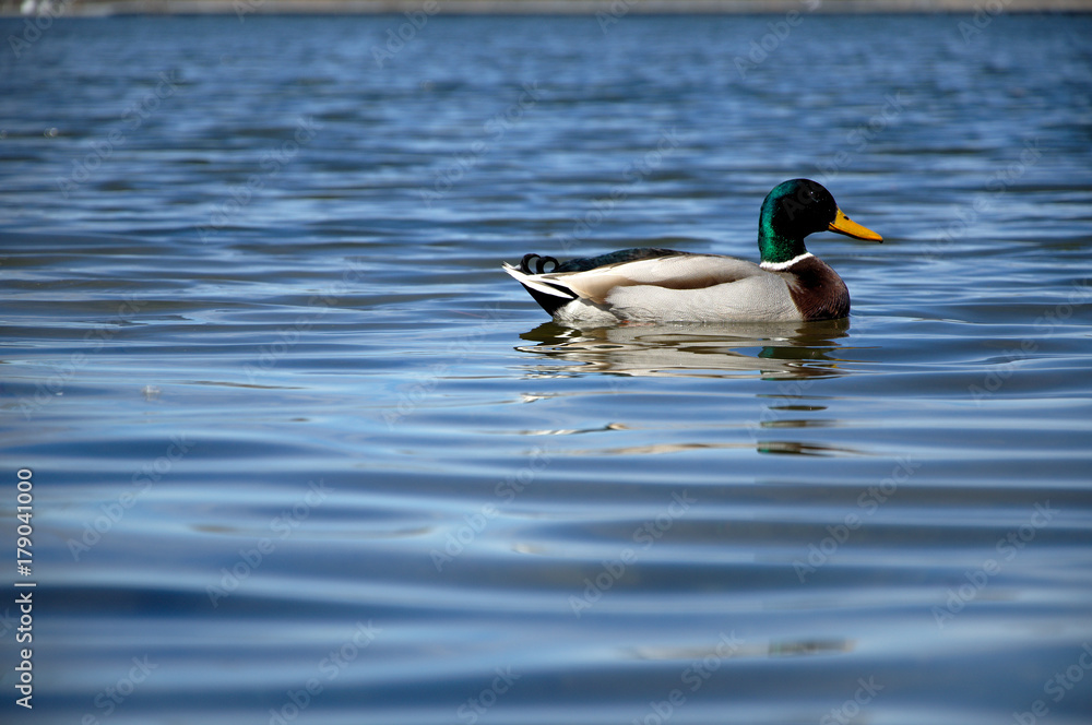 A mallard swims through the reeds along a lake A mallard swims through the reeds along a lake
