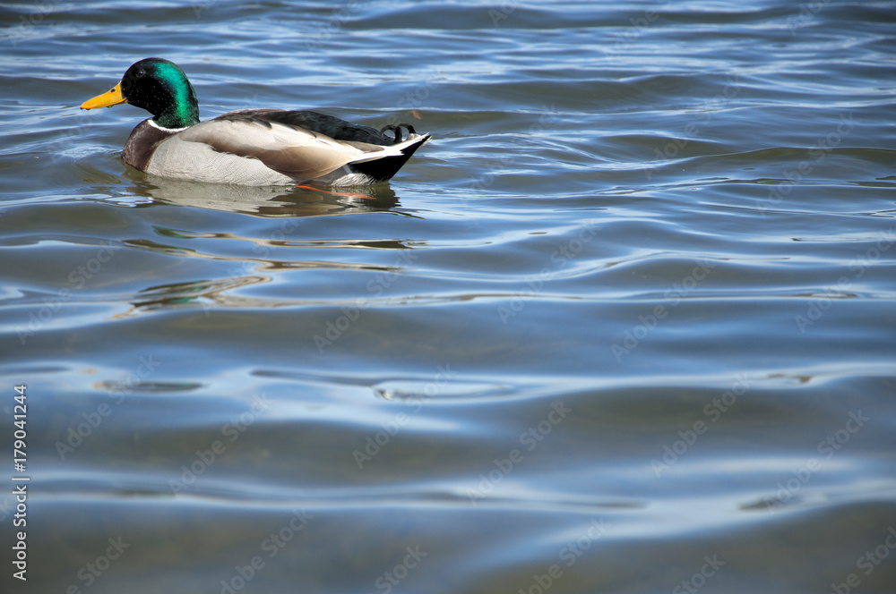 Obraz premium A mallard swims through the reeds along a lake