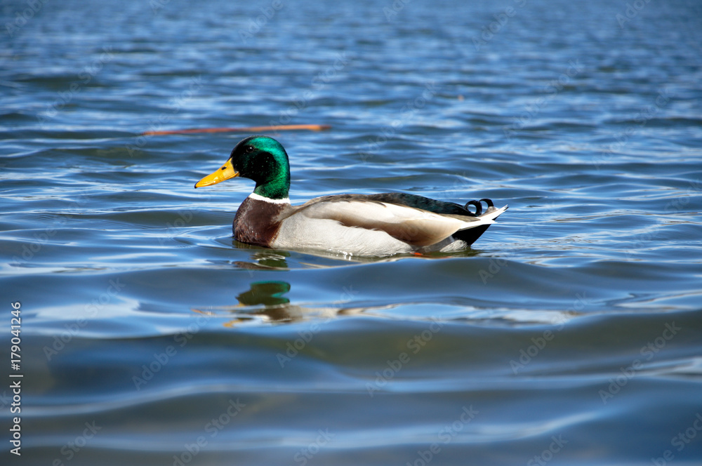 A mallard swims through the reeds along a lake A mallard swims through the reeds along a lake