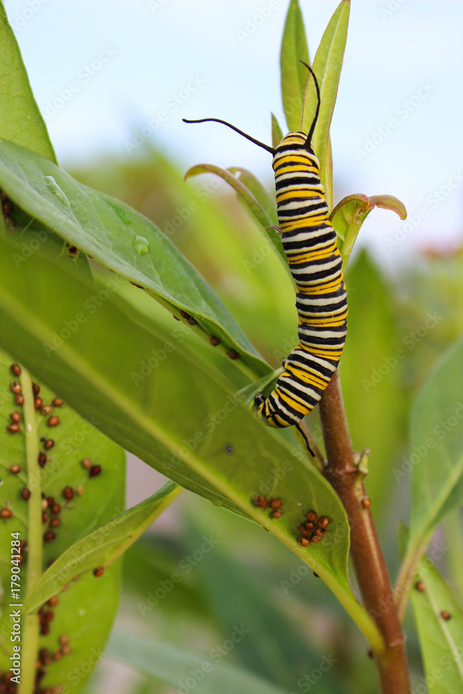 Monarch caterpillar on leaf