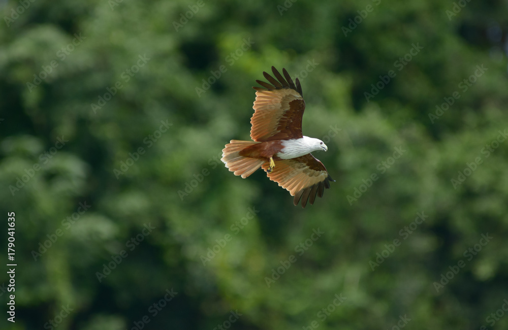 Haliastur indus (Brahminy Kite) Haliastur indus (Brahminy Kite)