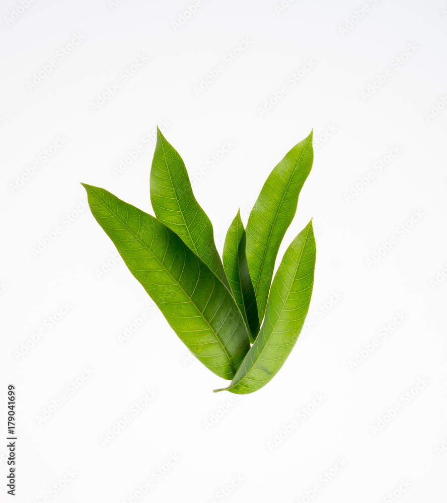 leaf or mango leaf on a background.