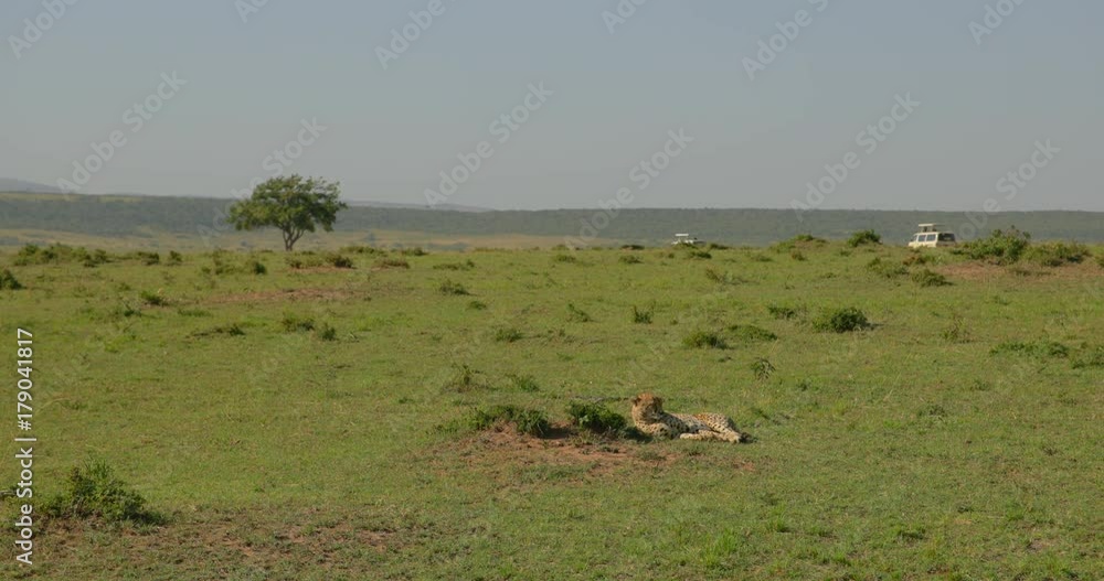 Cheetah seen at the Maasai Mara Game Reserve, Kenya, Africa. Cheetah seen at the Maasai Mara Game Reserve, Kenya, Africa.