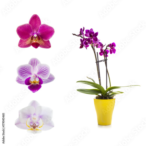 Set of different orchids