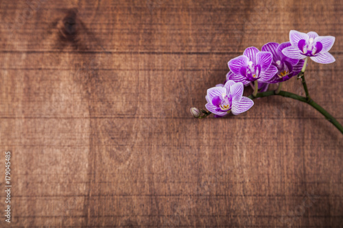 Orchid (Phalaenopsis) on a  wooden table.