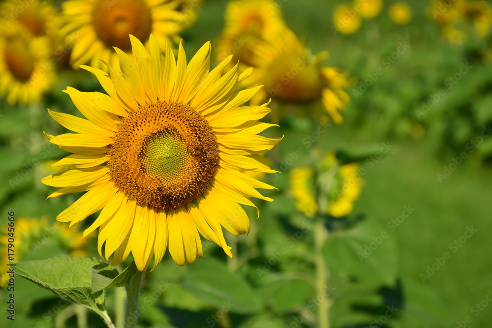 Sunflower in the garden with morning sunlight,natural concept. Sunflower in the garden with morning sunlight,natural concept.