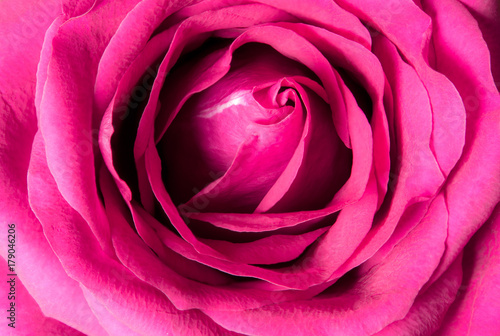 Sweet color of pink rose   Romance color natural floral background
