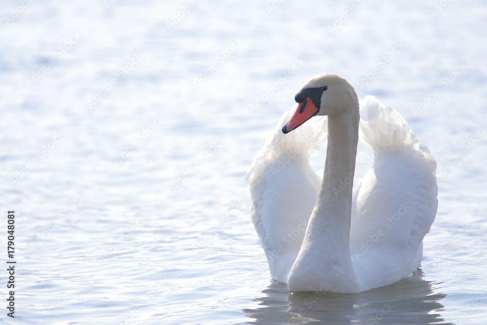 Obraz premium 白鳥（swan）