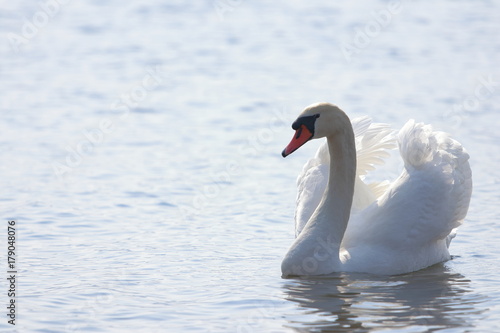 白鳥（swan）