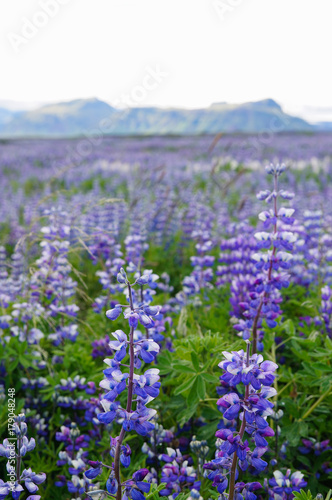 Beautiful lupines in summer,Iceland.