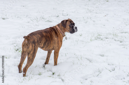 Boxer dog standing in the winter snow