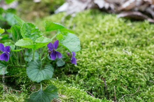 Violets growing in the wild with copy space. Nature background.