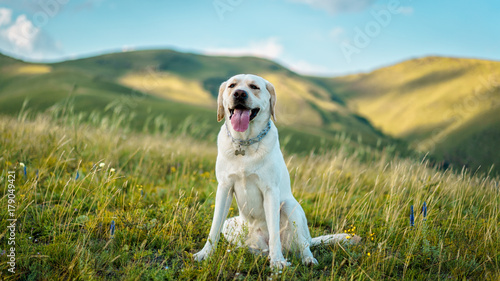 beautiful Labrador dog on green grass