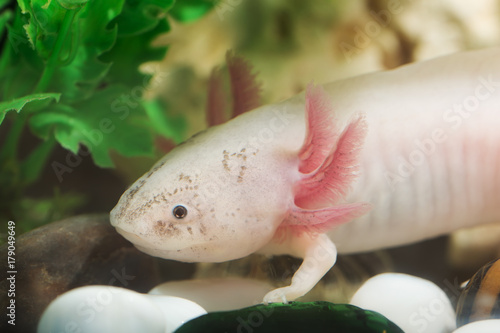 portrait of an axolotl