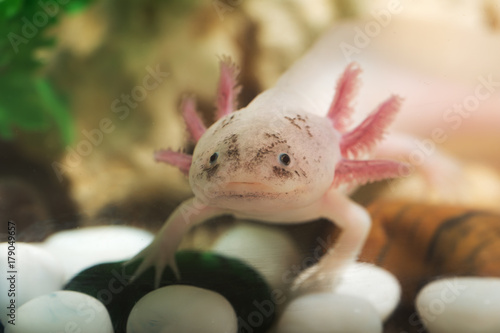 portrait of a funny axolotl