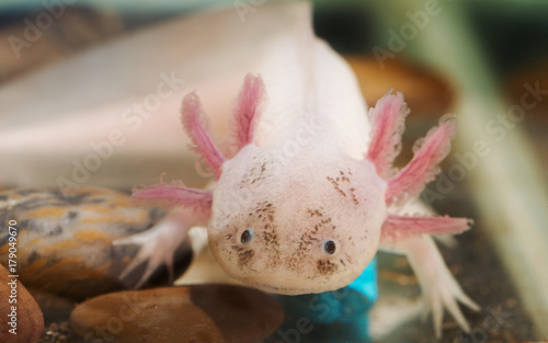 funny axolotl in an aquarium
