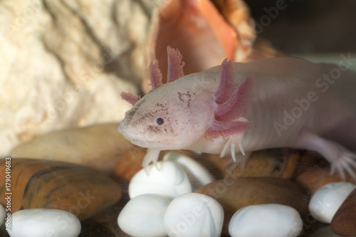 axolotl in water