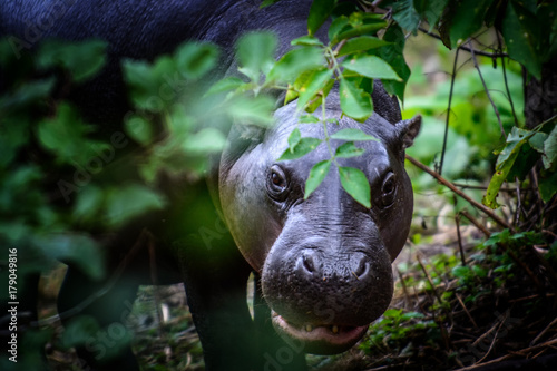 young pygmy hippopotamus