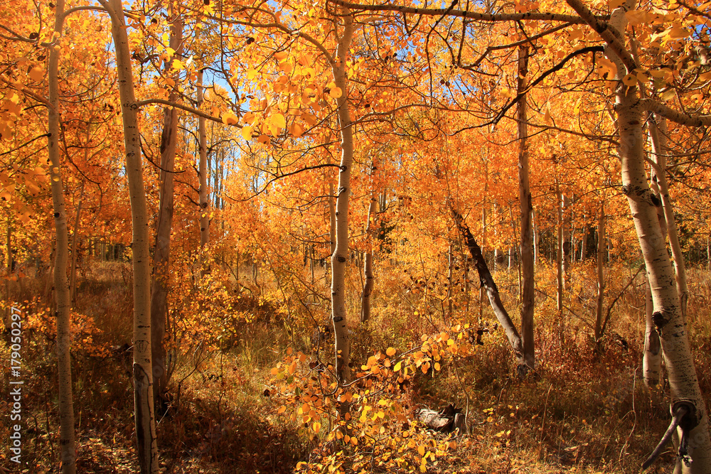 Vibrant Quaking Aspens
