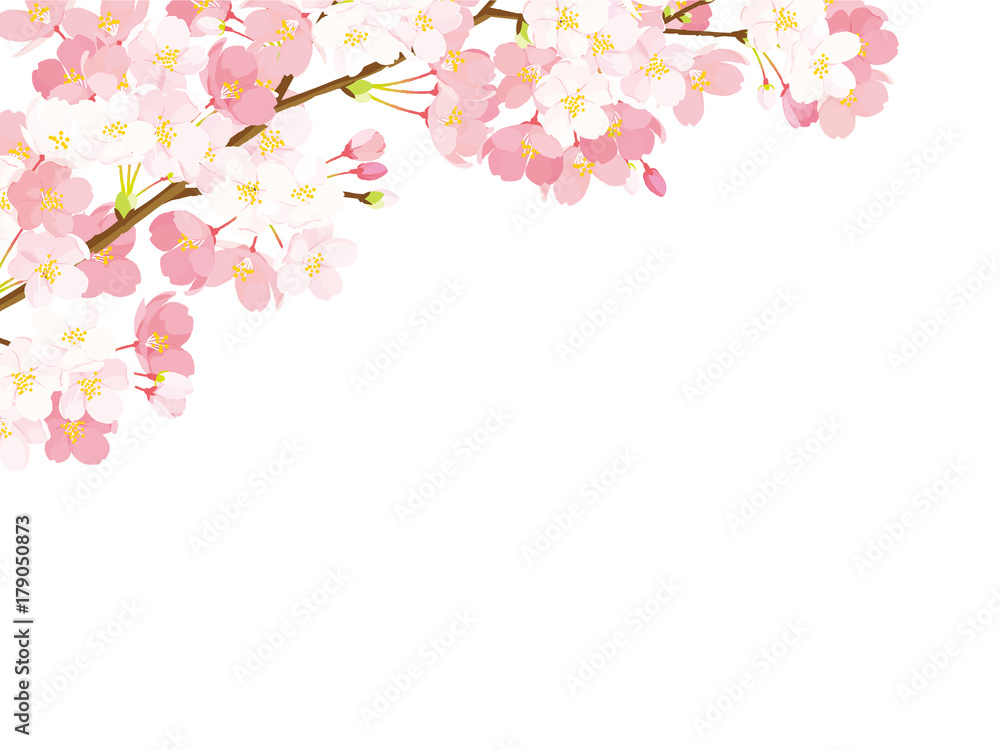Obraz premium Ilustracja kwiat wiśni
