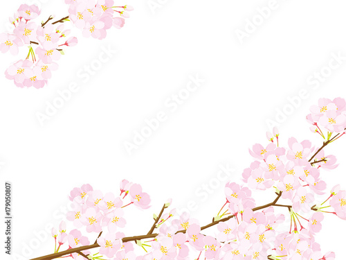 桜 フレーム © perori