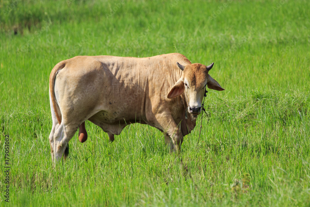 Image of a brown cow in the green meadow. Animal farm.
