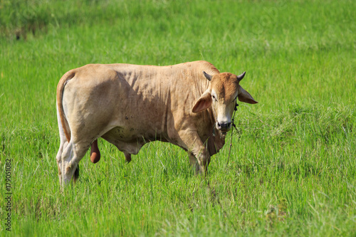 Image of a brown cow in the green meadow. Animal farm.