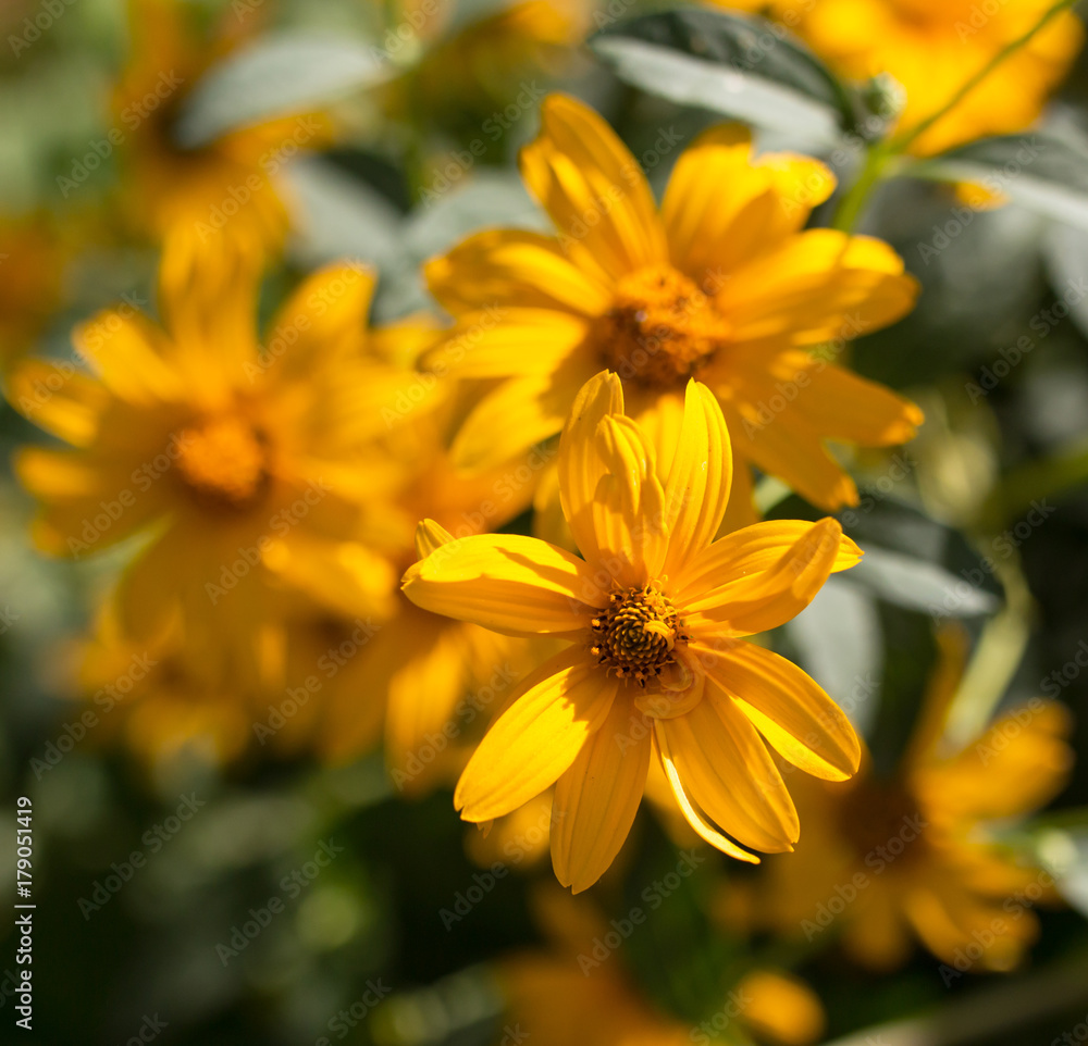 yellow flowers yellow flowers