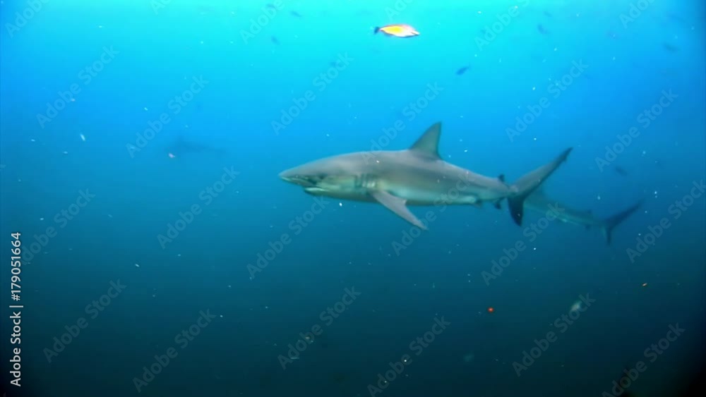 Galapagos Shark amazing predator underwater in search of food on seabed. Unique video. Extreme diving in Pacific. Natural aquarium of sea and ocean. Beautiful animals Carcharhinus galapagensis. Galapagos Shark amazing predator underwater in search of food on seabed. Unique video. Extreme diving in Pacific. Natural aquarium of sea and ocean. Beautiful animals Carcharhinus galapagensis.