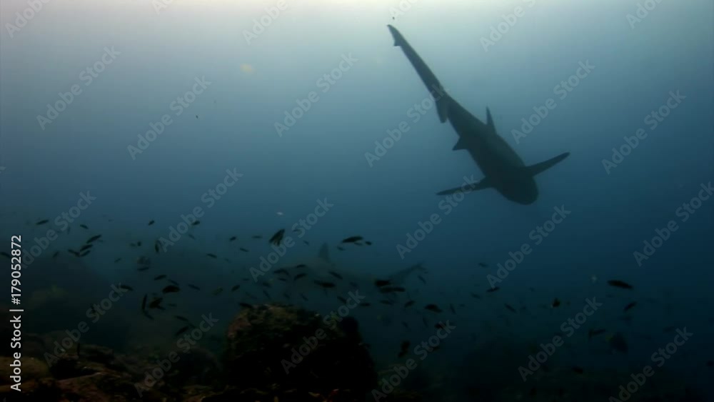 Galapagos Shark amazing predator underwater in search of food on seabed. Unique video. Extreme diving in Pacific. Natural aquarium of sea and ocean. Beautiful animals Carcharhinus galapagensis. Galapagos Shark amazing predator underwater in search of food on seabed. Unique video. Extreme diving in Pacific. Natural aquarium of sea and ocean. Beautiful animals Carcharhinus galapagensis.