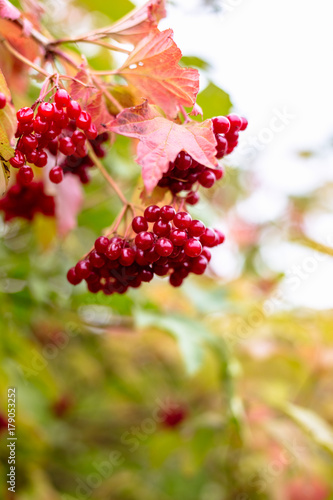 Red viburnum berries on a tree in autumn