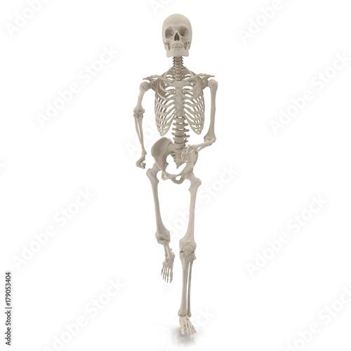 medical accurate male skeleton standing pose on white. 3D illustration © 2dmolier