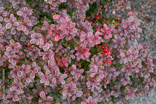 Barberry bush (berberis thunbergii Admiration) with ripe fruits in autumn, ornamental garden plant with red berries and and red variegated leaves with white edges