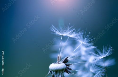 Fototapeta Naklejka Na Ścianę i Meble -  art photo of dandelion close-up on blue background