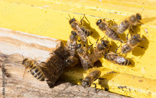 Closeup of a beehive