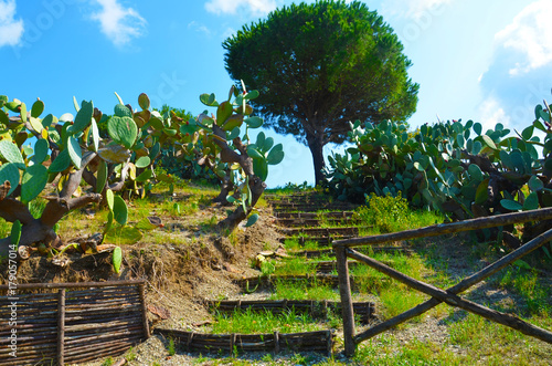 La Pineta di Guardia