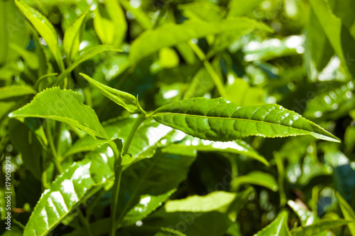 Macro tea leaf. Coonor, Nilgiri, India. Plantation.