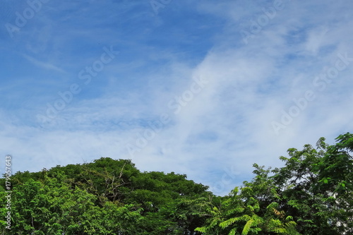Clear blue sky with white clouds and green trees at big mountain. Nature background concept.