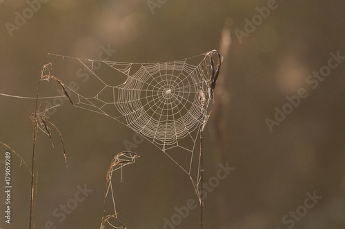 natural cobweb in reed morning light