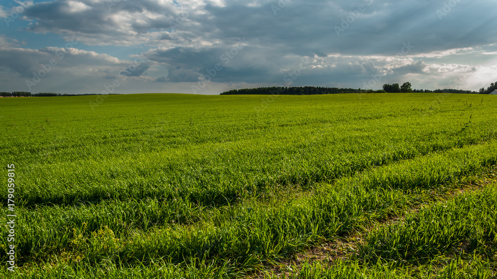 Naklejka premium evening rural agricultural landscape. field with young green shoots under a cloudy sky