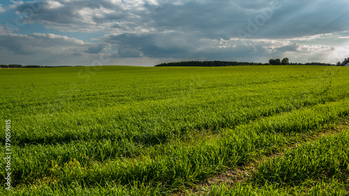 evening rural agricultural landscape. field with young green shoots under a cloudy sky