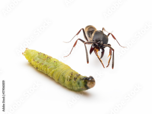 Extreme close-up image of Pachycondyla rufipes worker ant killing and transporting dead green worm on white background photo