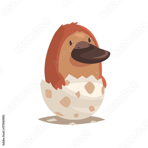 Cute newborn platypus in broken egg shell