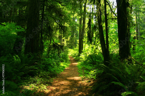 a picture of an Pacific Northwest forest trail